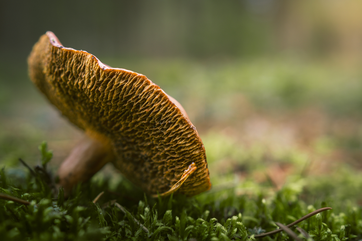 Intricate golden pores beneath a mushroom cap above soft green moss