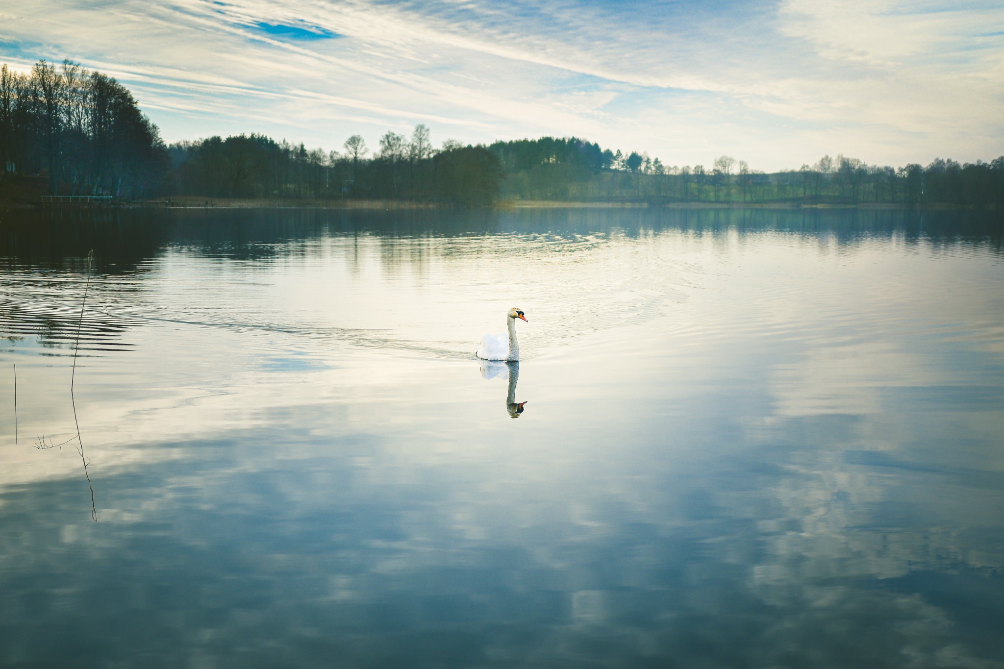 A lone white swan reflected in still blue water beneath a luminous cloudy sky
